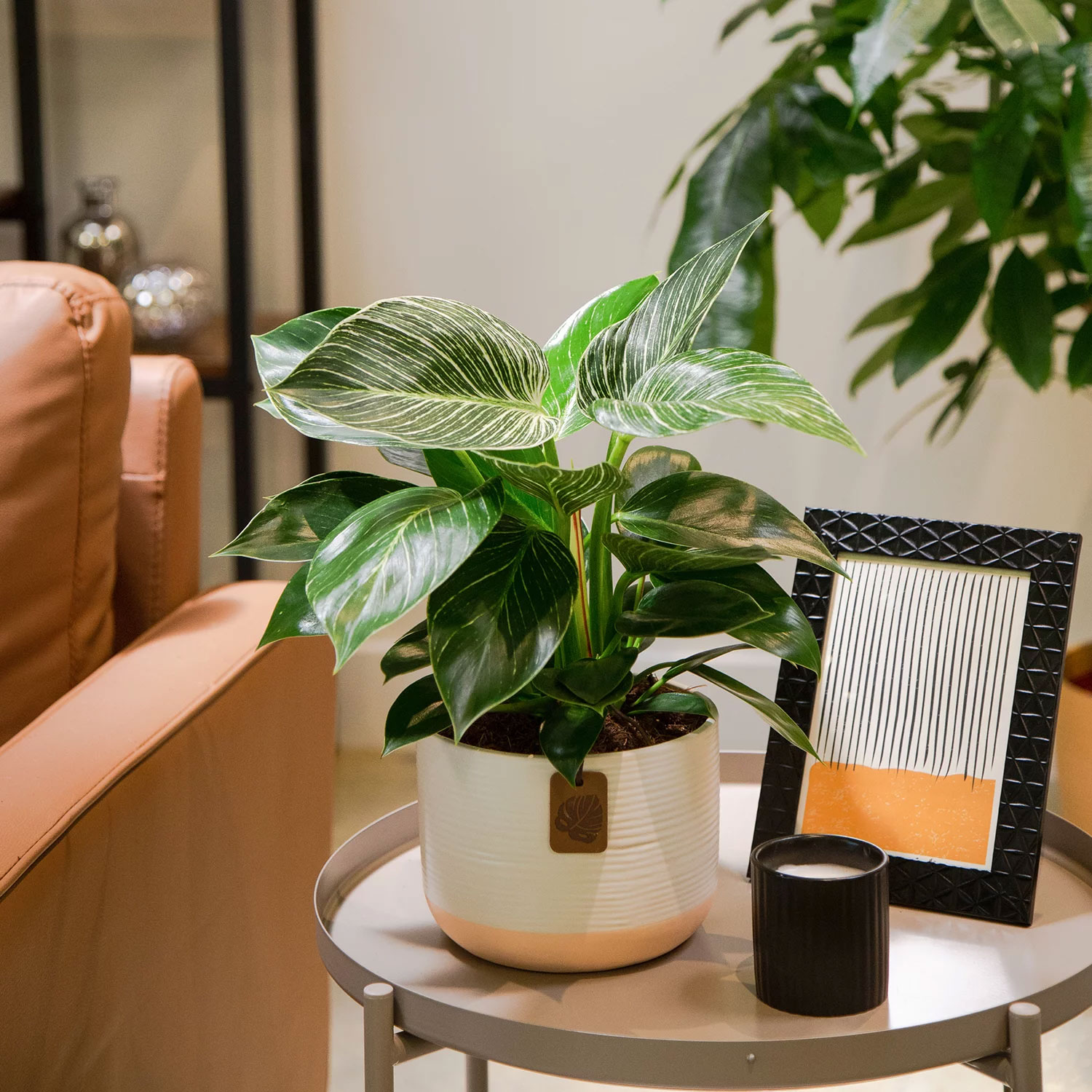 Costa Farms Live Indoor 12in - Image 2