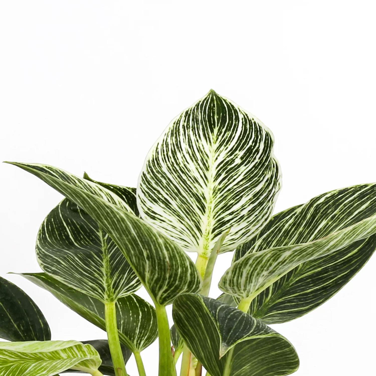 Costa Farms Live Indoor 12in - Image 3