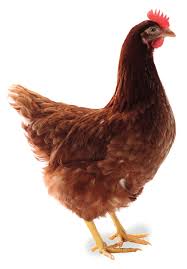 Layers (Lohman Brown Classic) Chicken