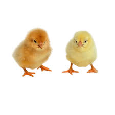 ISA Brown Chicks - 1 day old