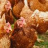 Quality Poultry Farm: Standards and Practices for Optimal Production