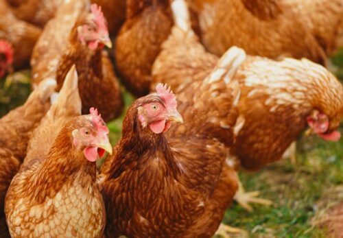 Quality Poultry Farm: Standards and Practices for Optimal Production