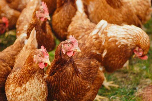 Quality Poultry Farm: Standards and Practices for Optimal Production