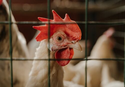 Chicken Farm Best Practices