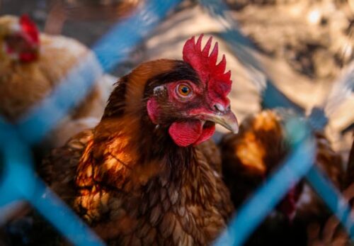 Light management for year-round production